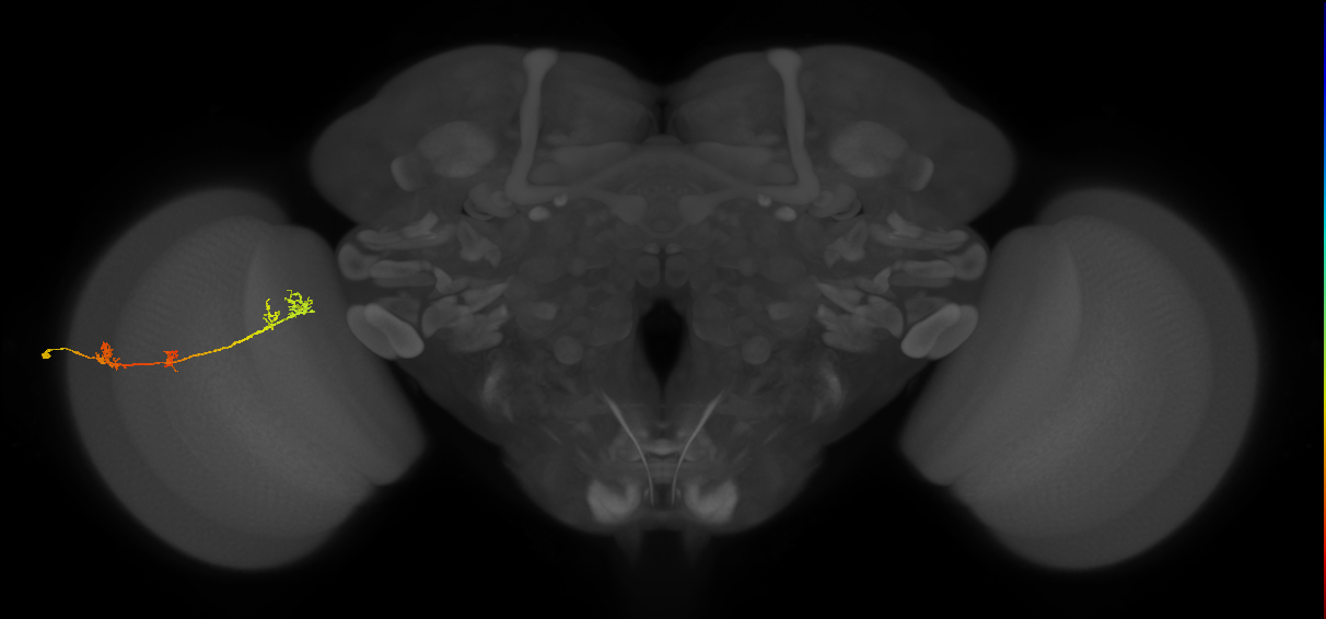 TmY17_L (MaleCNS:29439)