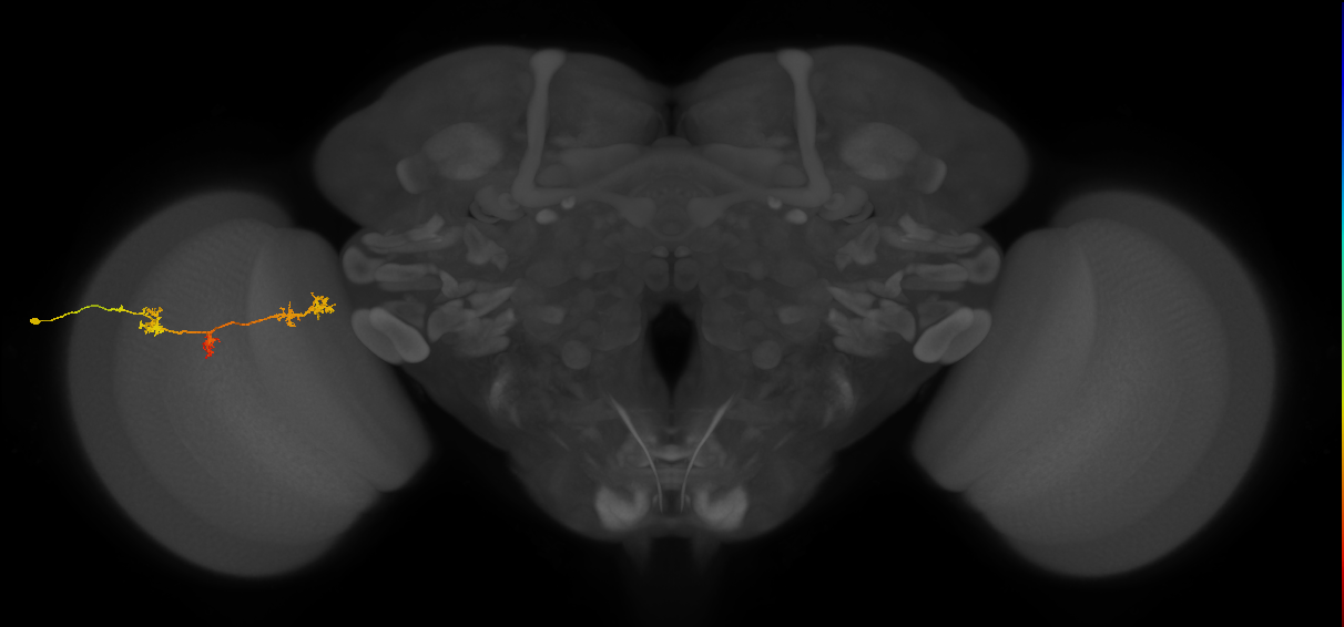 TmY17_L (MaleCNS:45098)