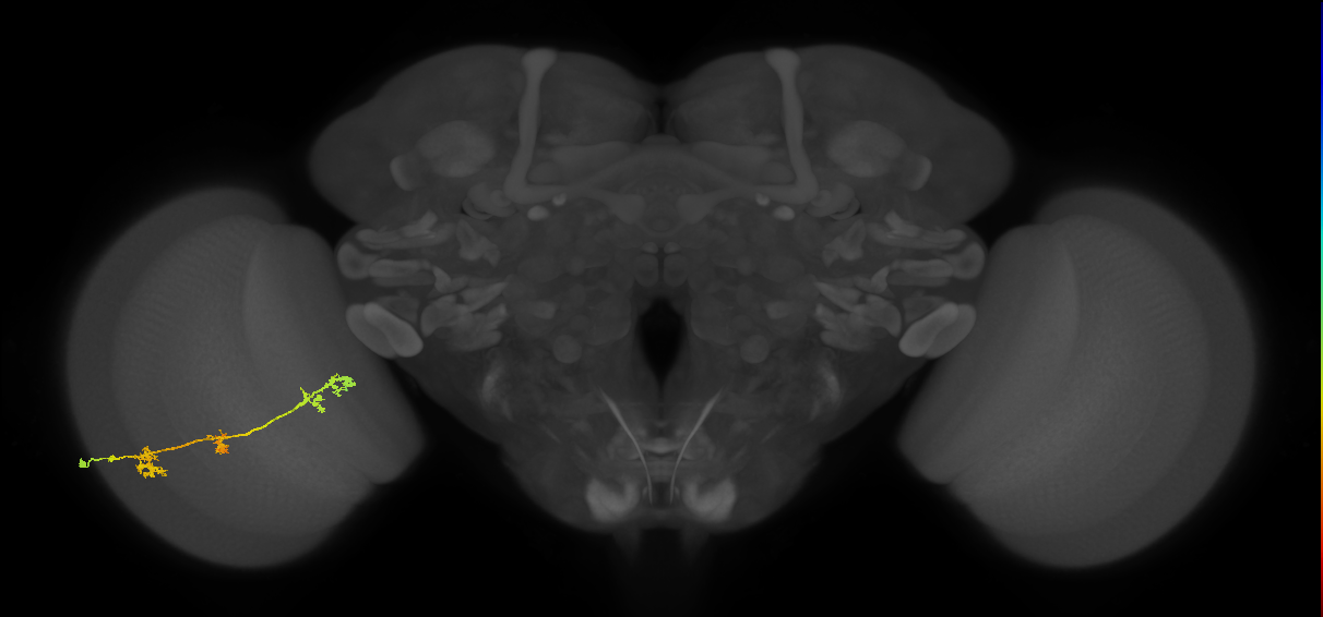 TmY17_L (MaleCNS:37852)