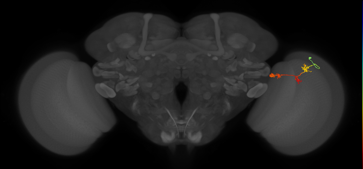 TmY17_R (MaleCNS:54736)