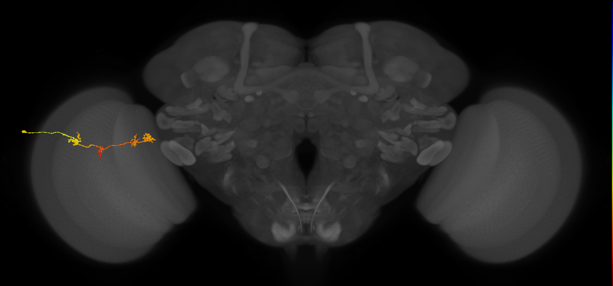 TmY17_L (MaleCNS:524333)