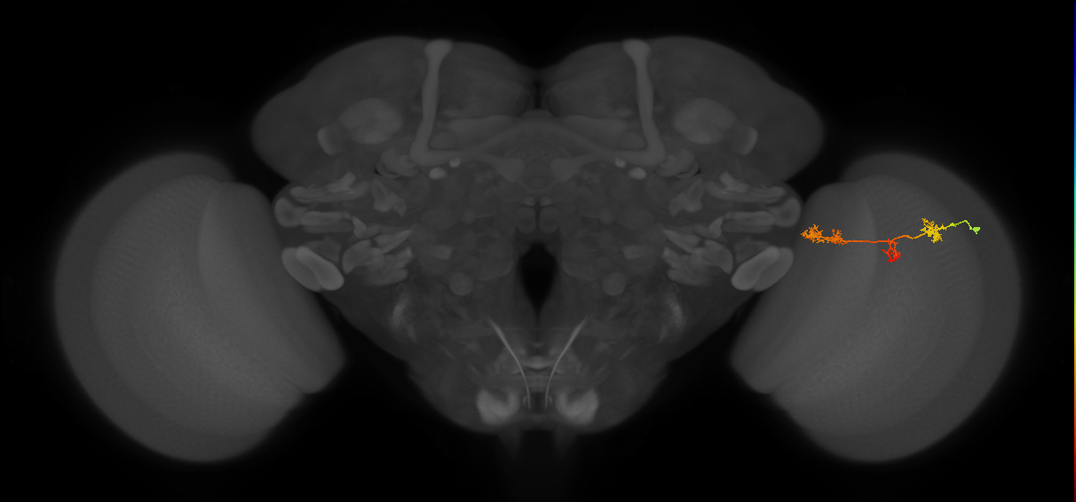 TmY17_R (MaleCNS:52103)