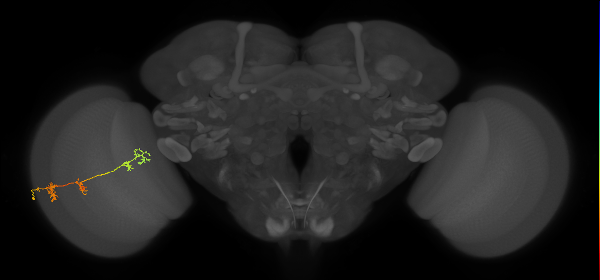 TmY17_L (MaleCNS:515620)
