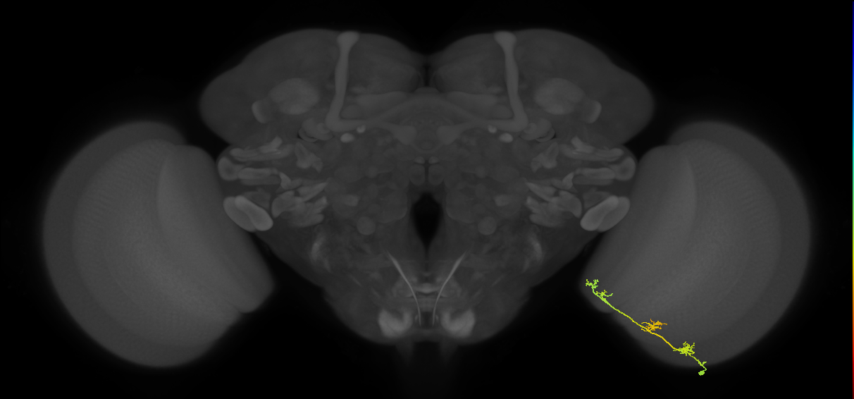 TmY17_R (MaleCNS:58511)