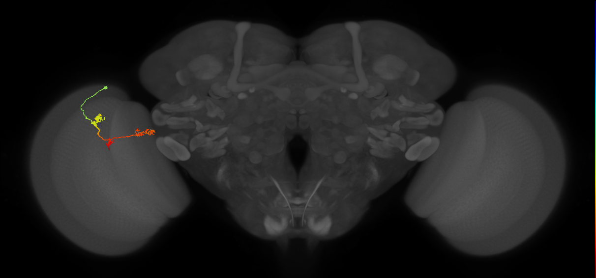 TmY17_L (MaleCNS:38381)