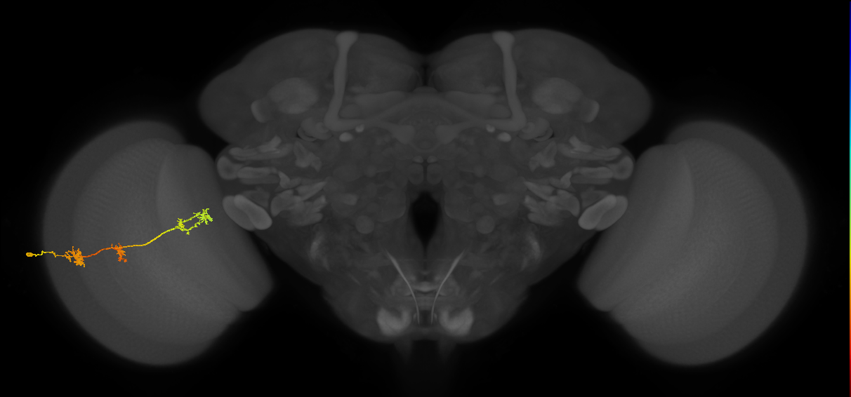 TmY17_L (MaleCNS:35075)