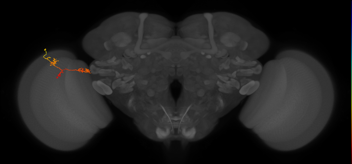 TmY17_L (MaleCNS:56561)