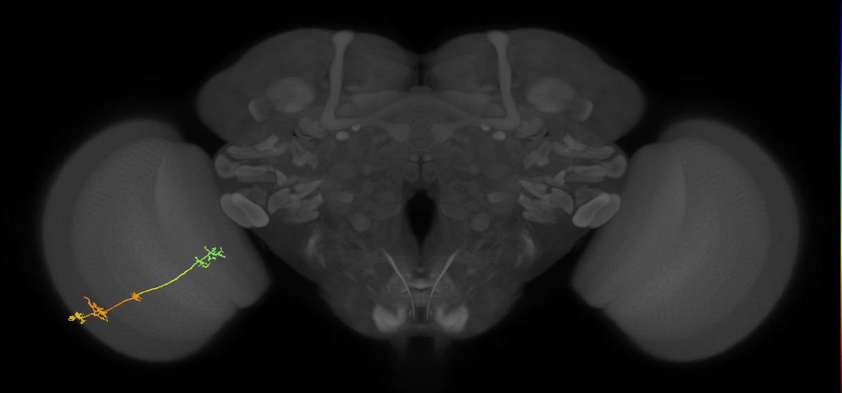 TmY17_L (MaleCNS:74332)