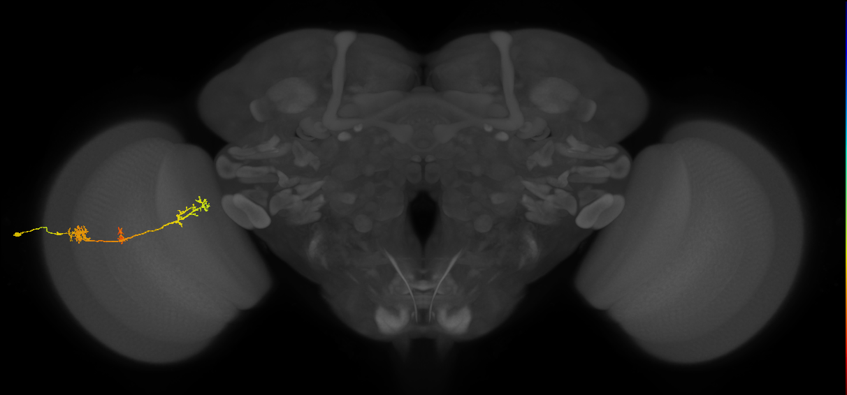 TmY17_L (MaleCNS:44346)