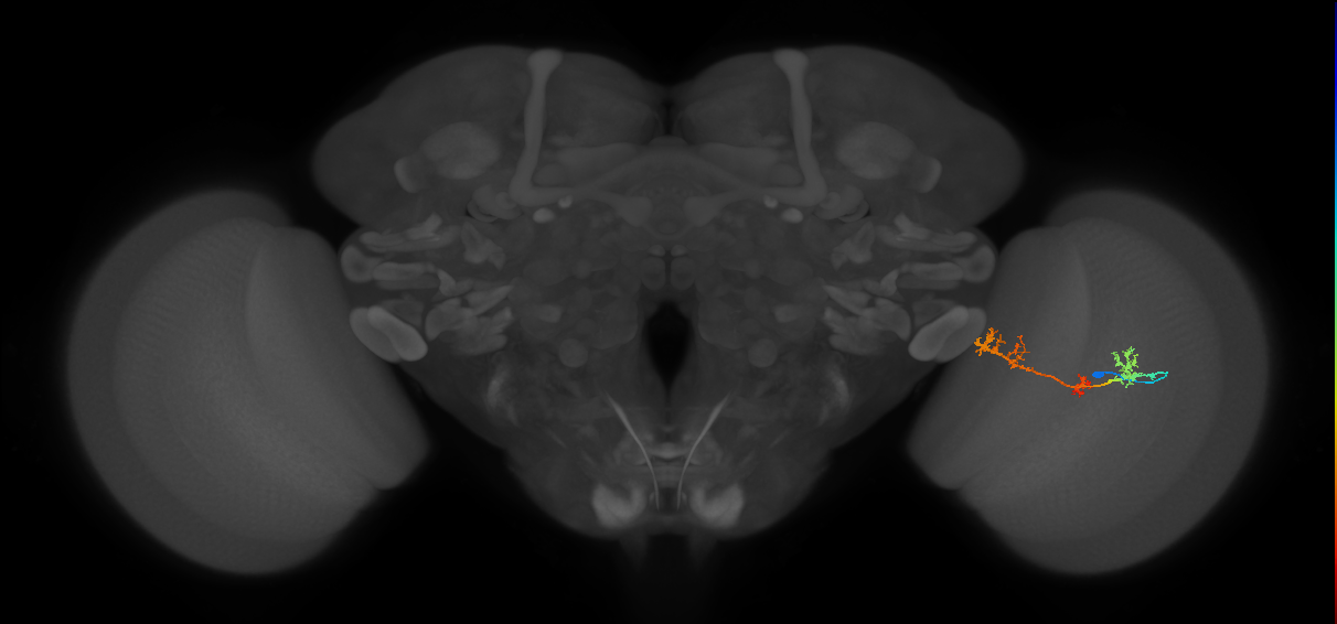 TmY17_R (MaleCNS:42558)