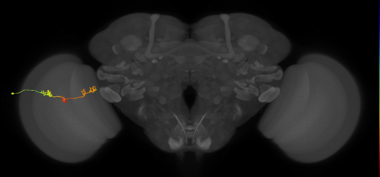 TmY17_L (MaleCNS:525680)