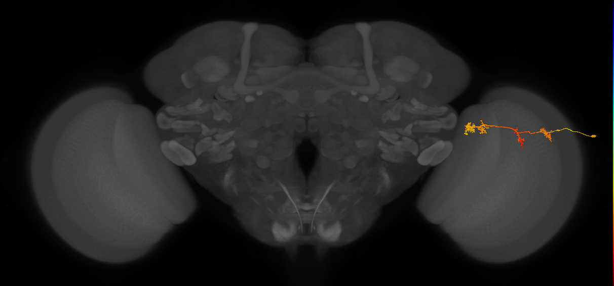 TmY17_R (MaleCNS:49107)