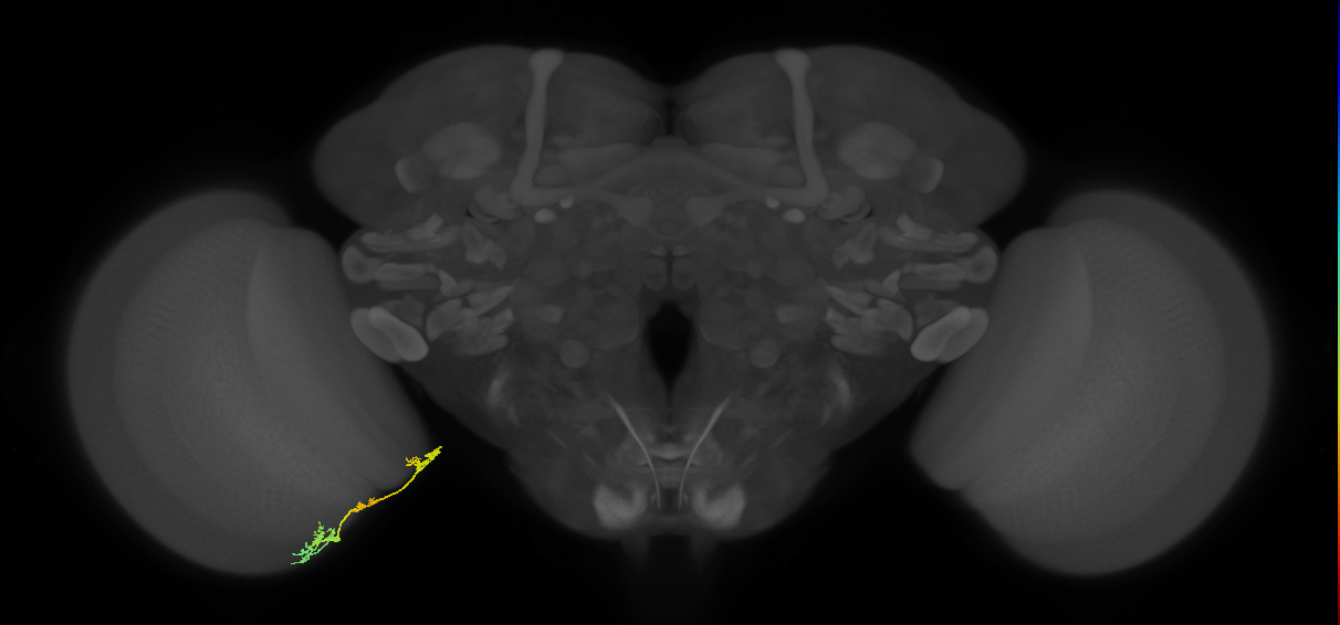 TmY17_L (MaleCNS:69731)