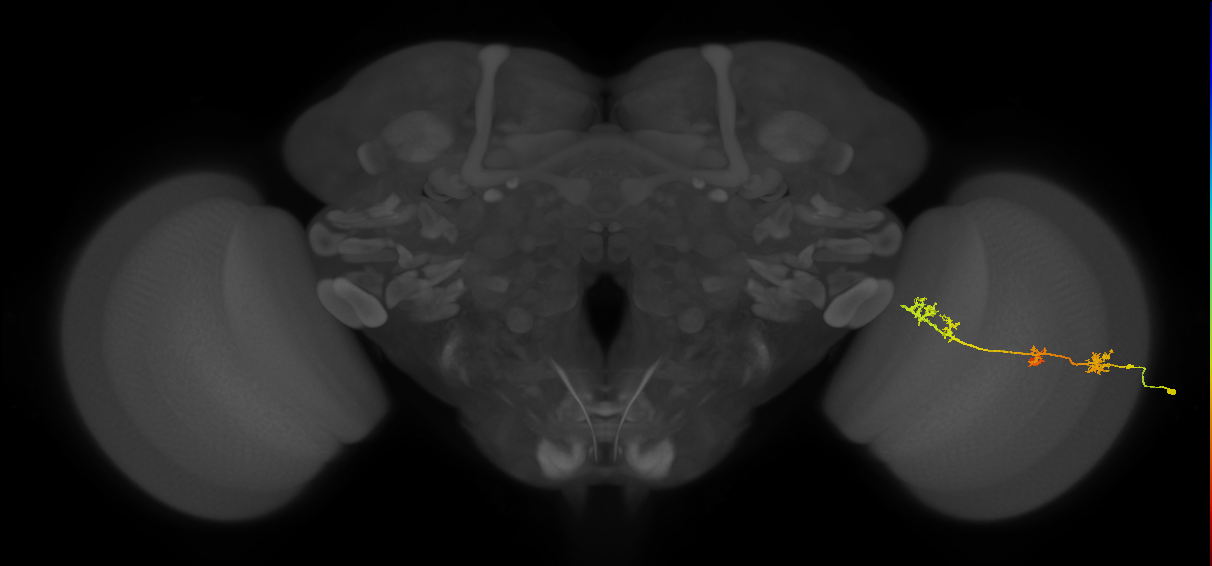 TmY17_R (MaleCNS:33576)
