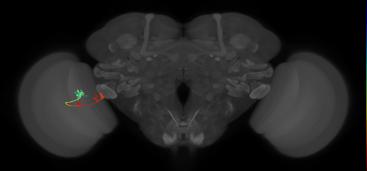 TmY17_L (MaleCNS:65146)
