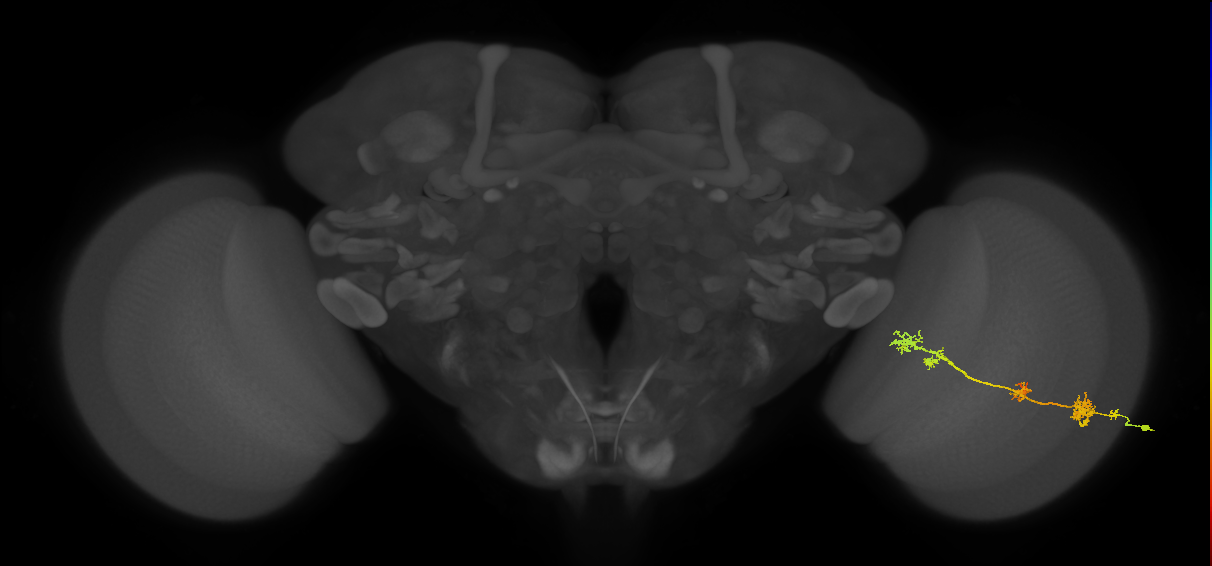 TmY17_R (MaleCNS:32235)
