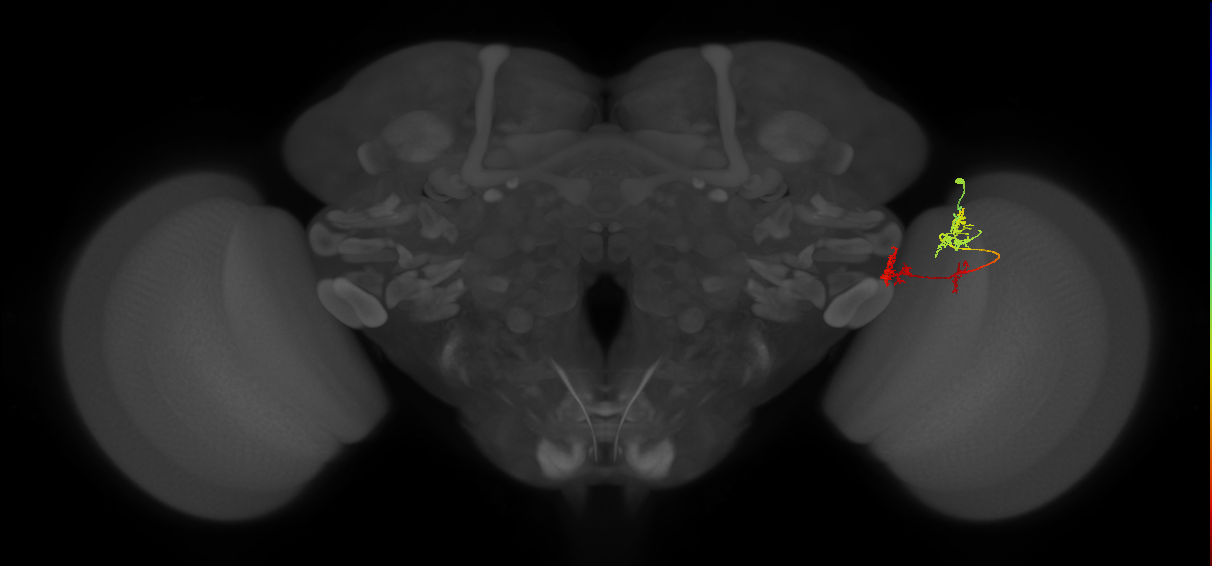 TmY17_R (MaleCNS:61543)