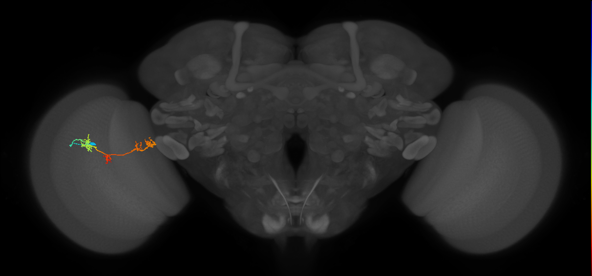 TmY17_L (MaleCNS:41013)