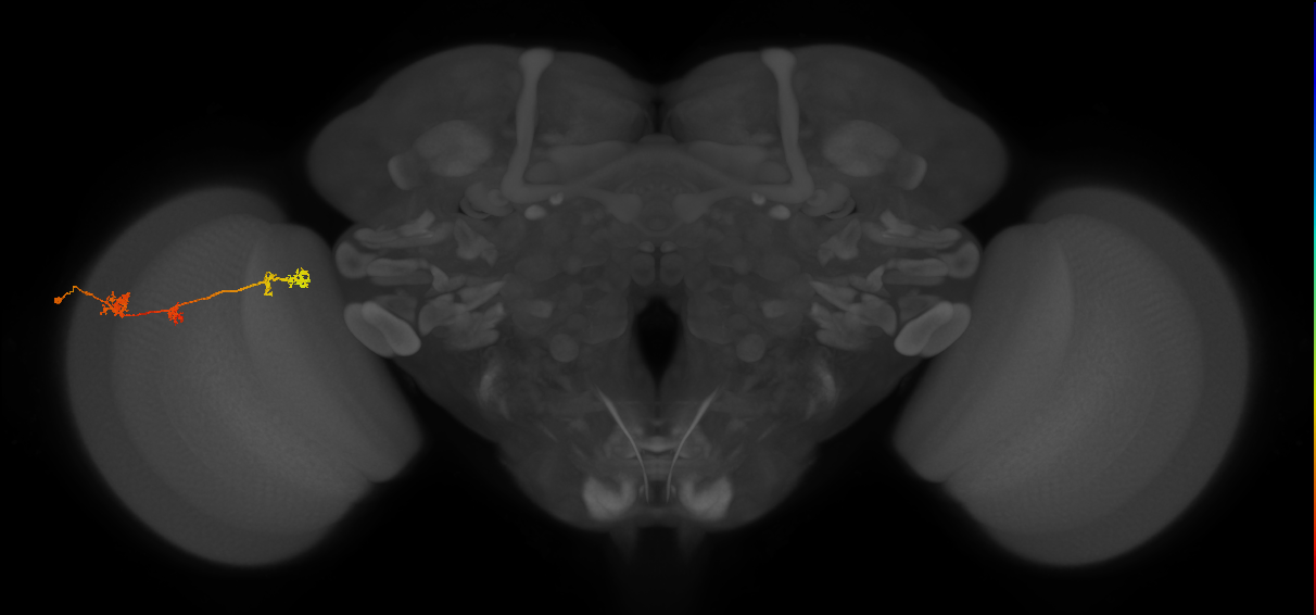 TmY17_L (MaleCNS:37268)