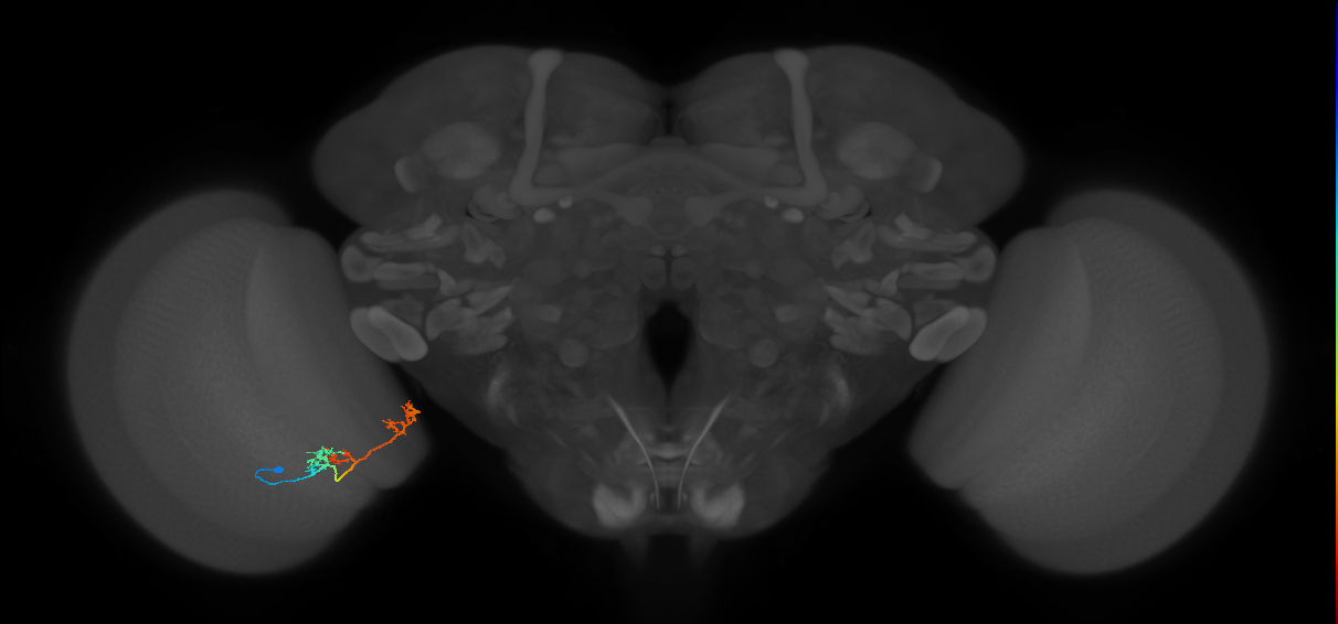 TmY17_L (MaleCNS:524571)