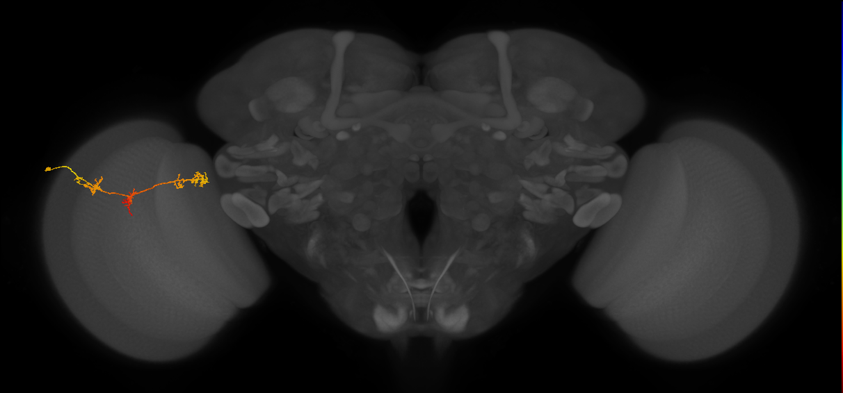 TmY17_L (MaleCNS:45752)
