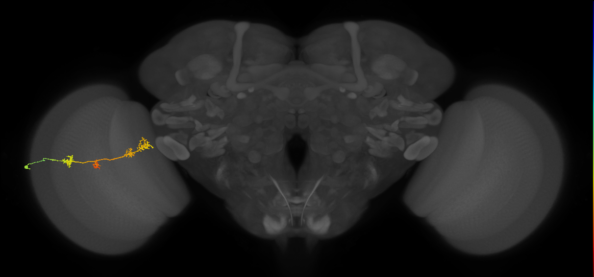 TmY17_L (MaleCNS:515920)