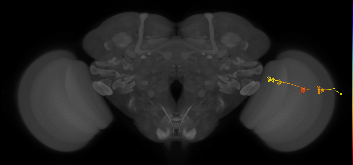 TmY17_R (MaleCNS:69229)
