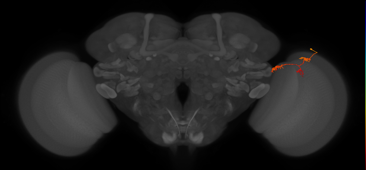 TmY17_R (MaleCNS:62018)