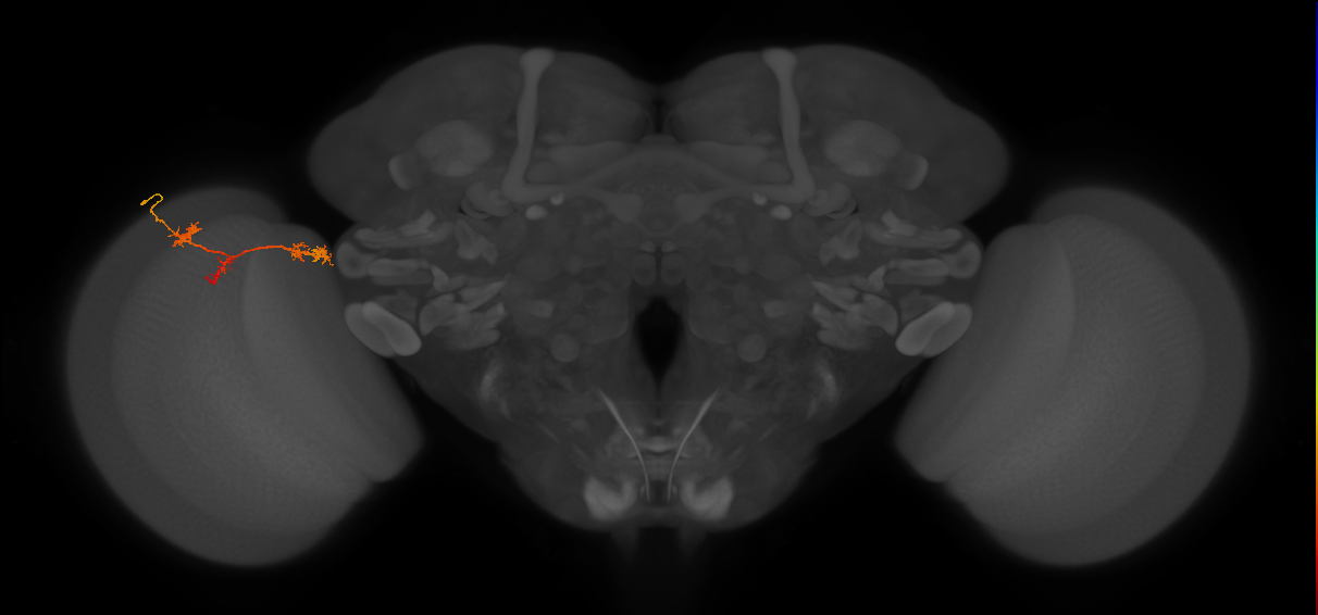 TmY17_L (MaleCNS:29542)