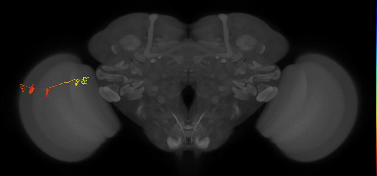 TmY17_L (MaleCNS:519214)