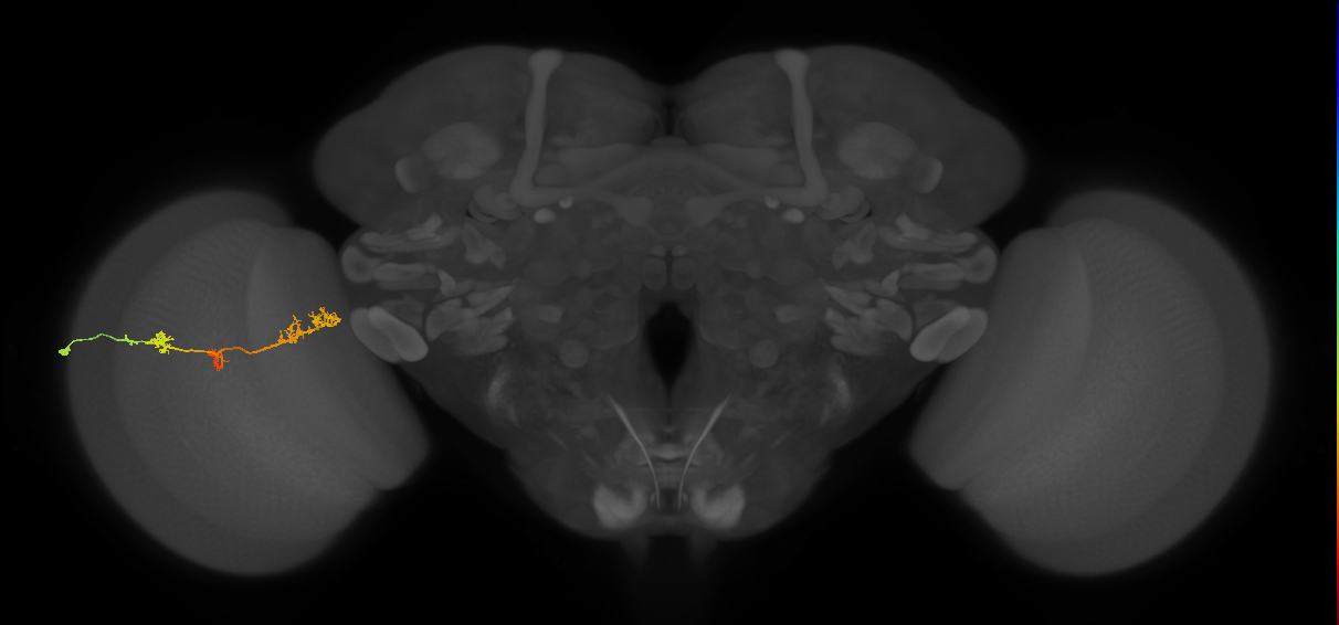 TmY17_L (MaleCNS:33648)
