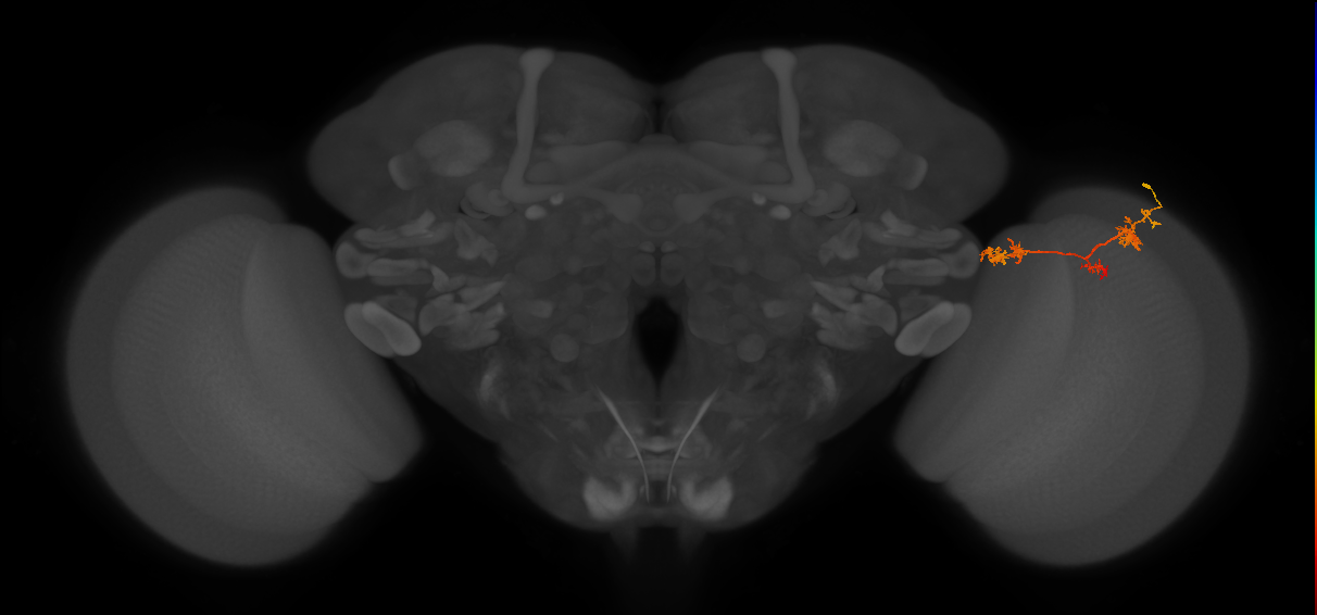 TmY17_R (MaleCNS:50856)