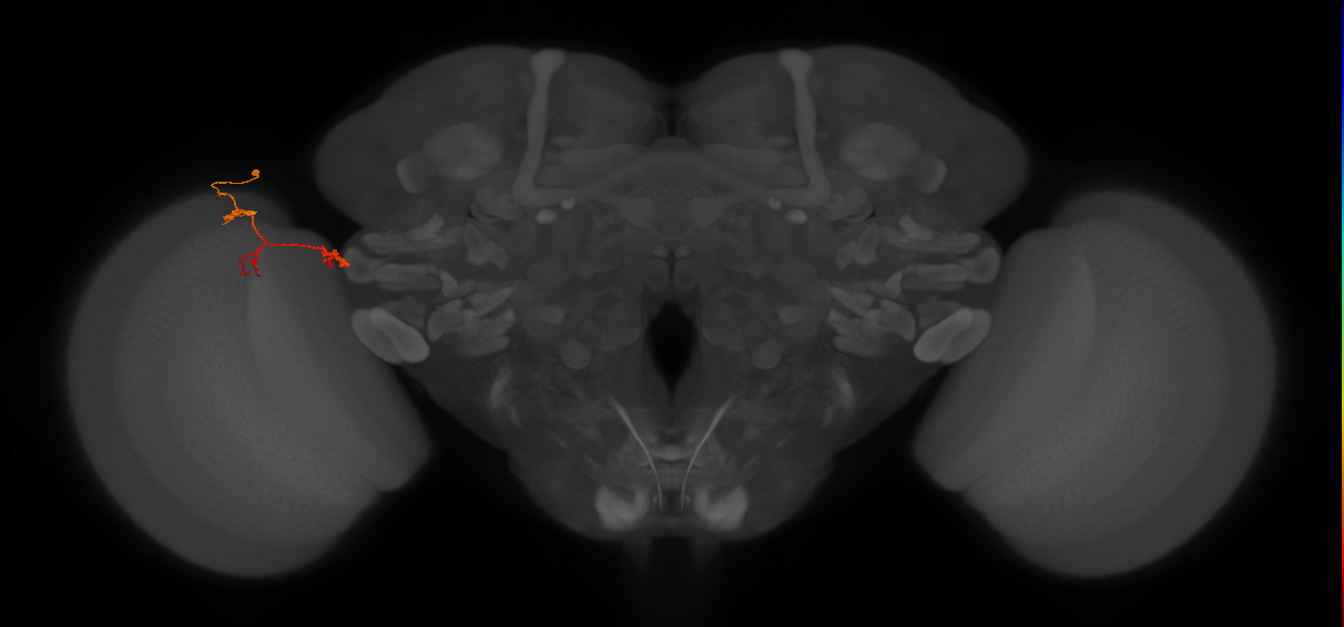 TmY17_L (MaleCNS:86161)