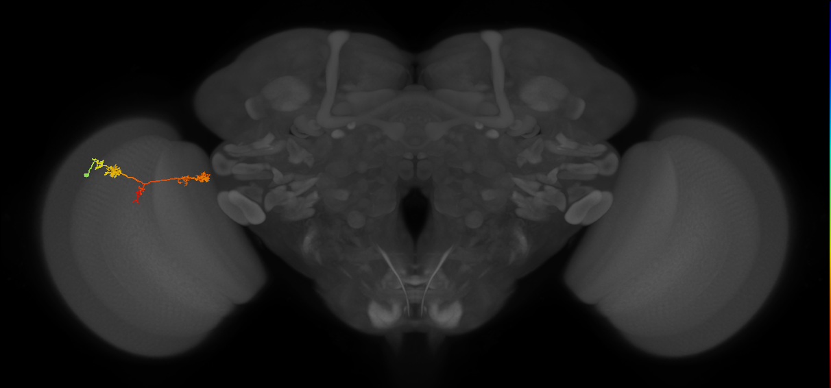 TmY17_L (MaleCNS:516128)