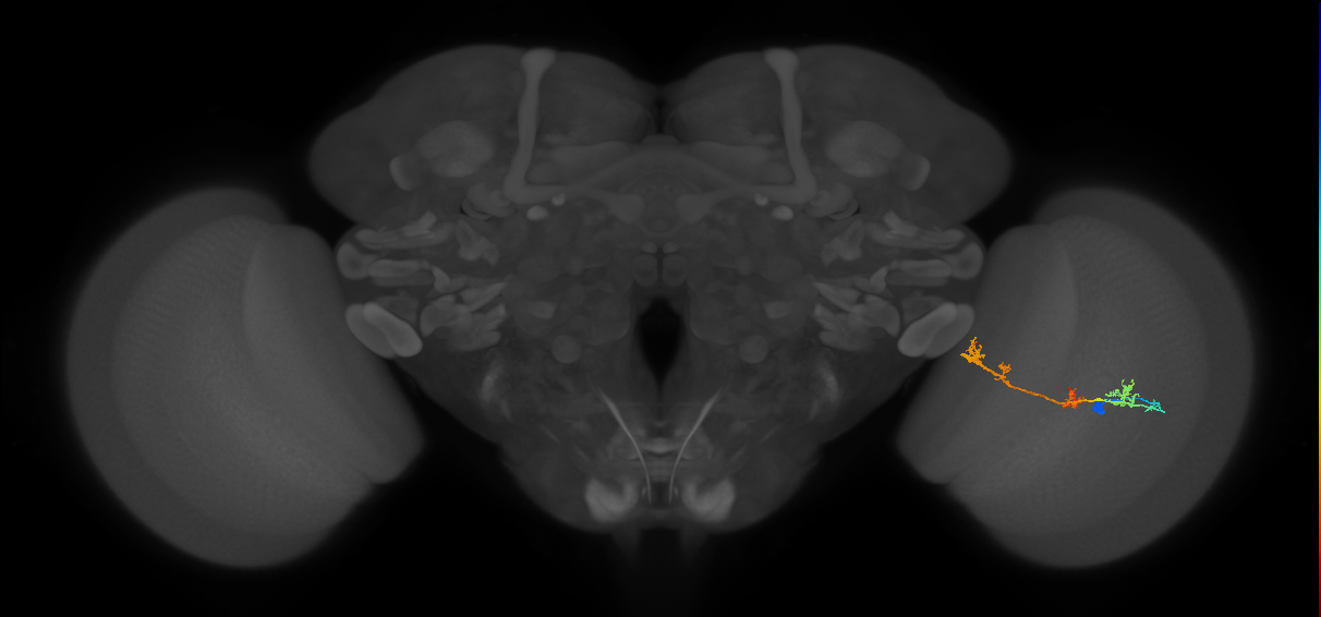 TmY17_R (MaleCNS:41504)