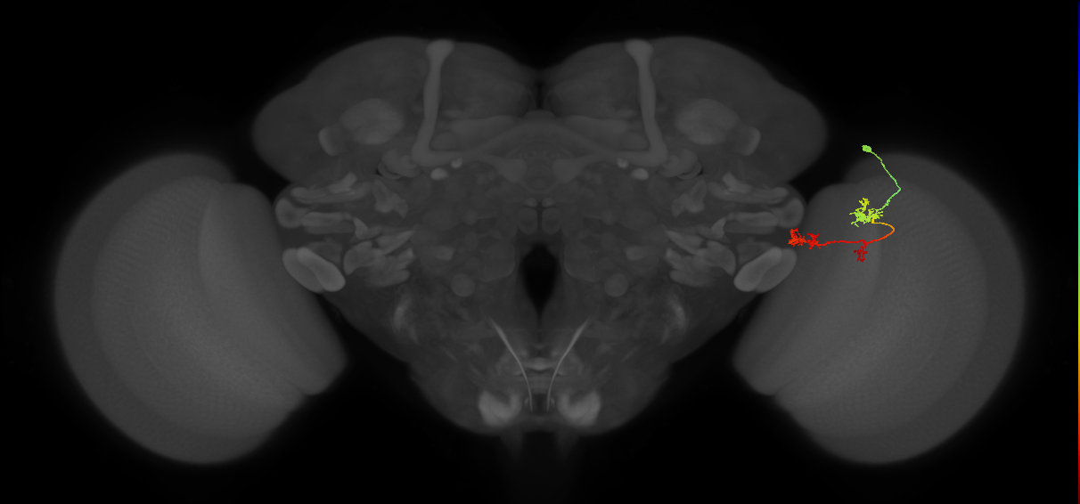 TmY17_R (MaleCNS:51017)