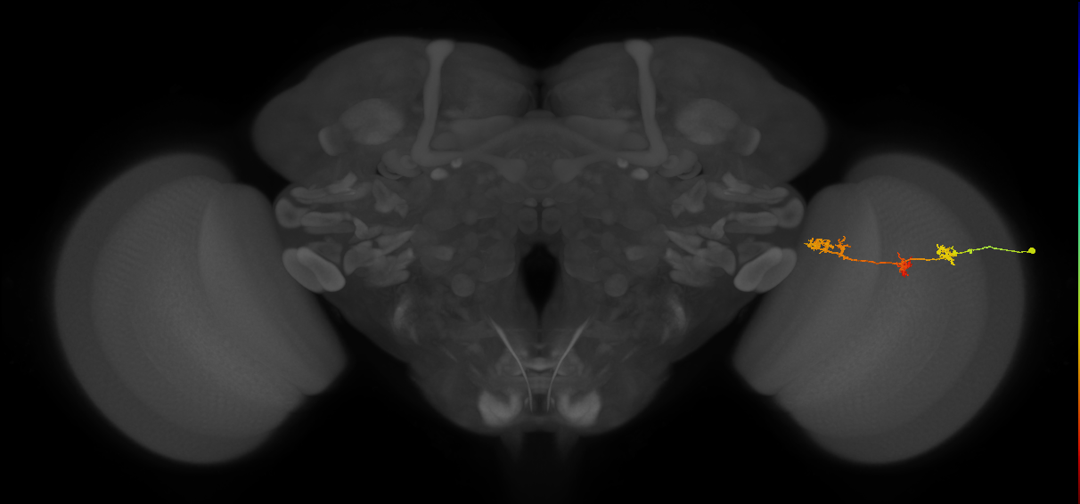 TmY17_R (MaleCNS:66108)