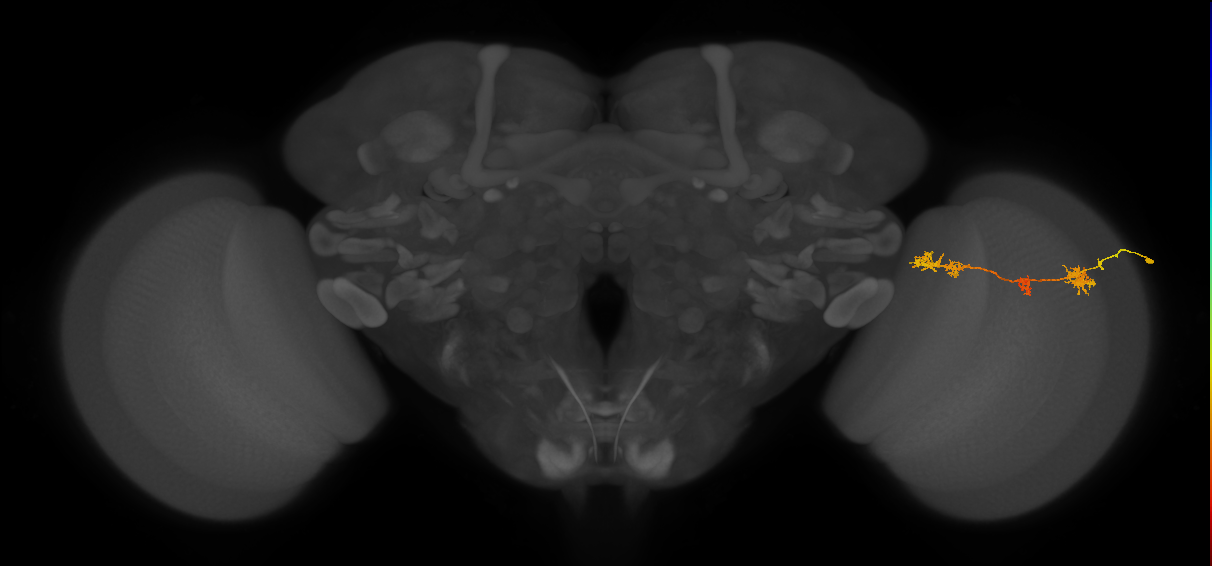 TmY17_R (MaleCNS:42273)