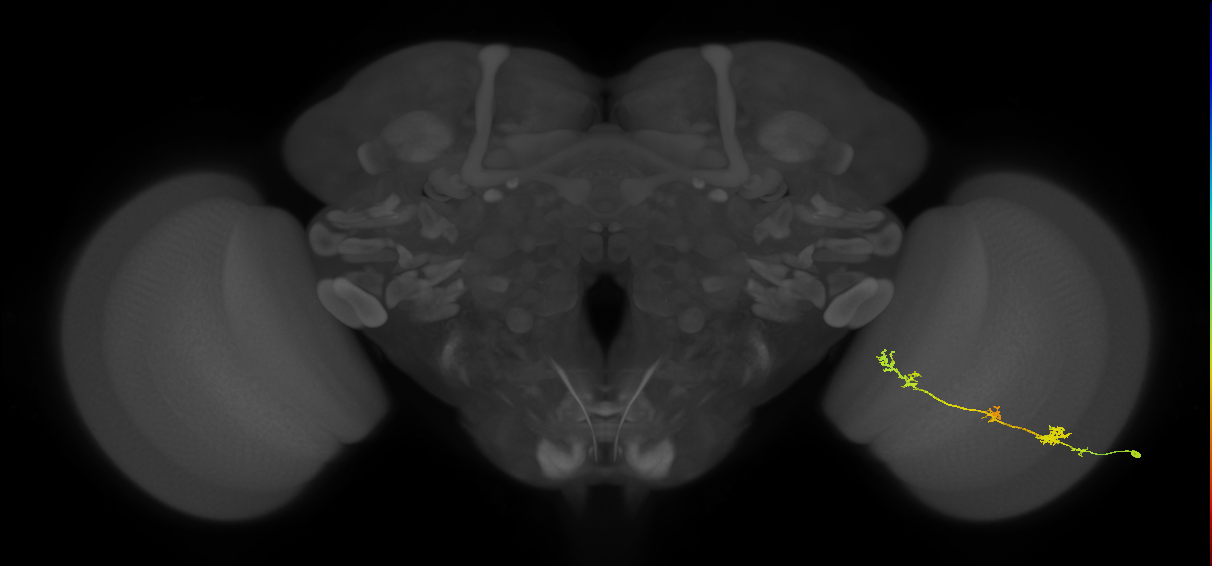 TmY17_R (MaleCNS:46066)