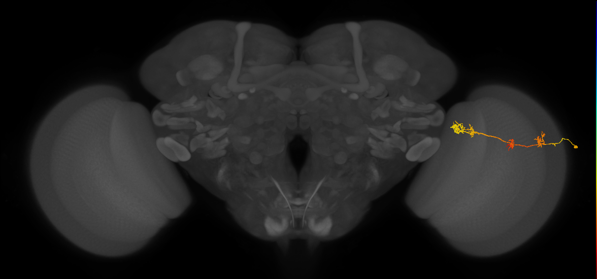TmY17_R (MaleCNS:41153)