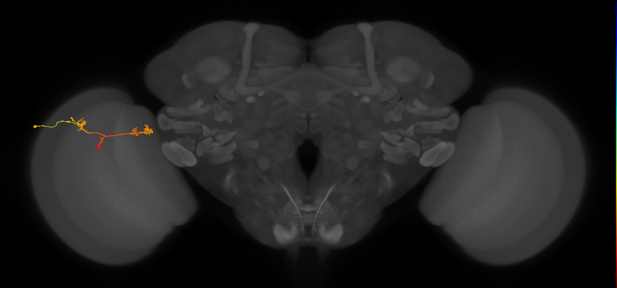 TmY17_L (MaleCNS:57125)