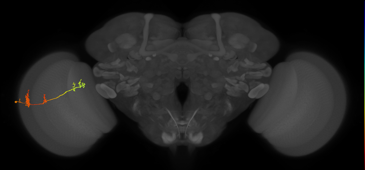 TmY17_L (MaleCNS:20695)