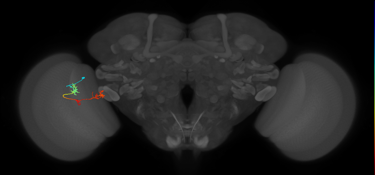 TmY17_L (MaleCNS:60055)