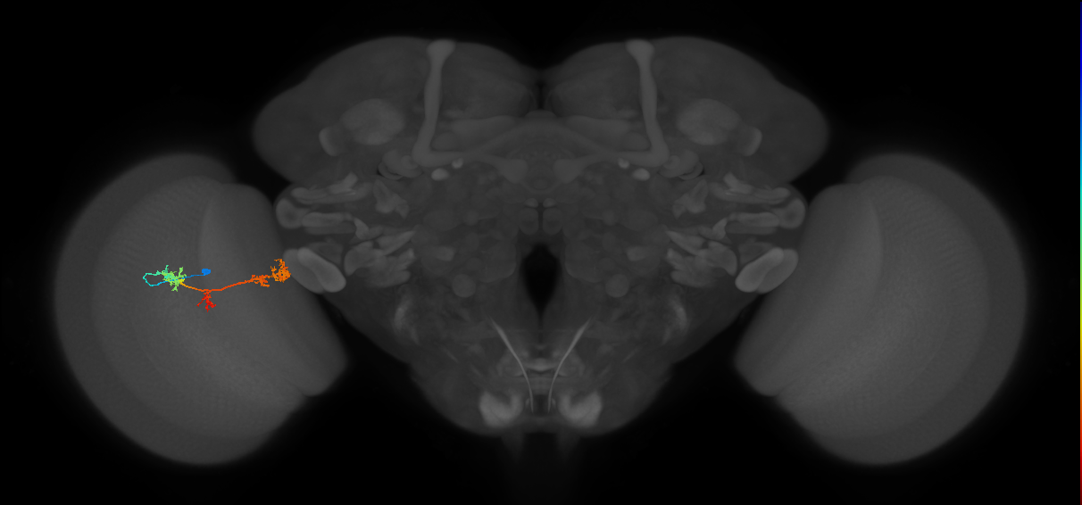 TmY17_L (MaleCNS:51083)