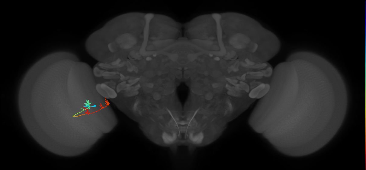 TmY17_L (MaleCNS:51021)
