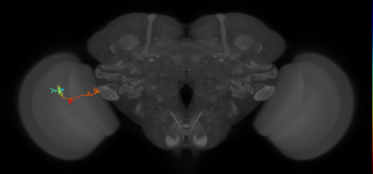 TmY17_L (MaleCNS:531335)