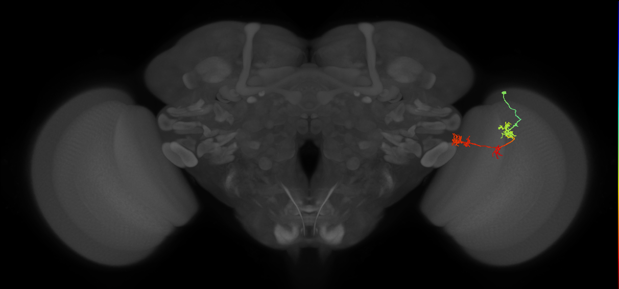 TmY17_R (MaleCNS:52155)