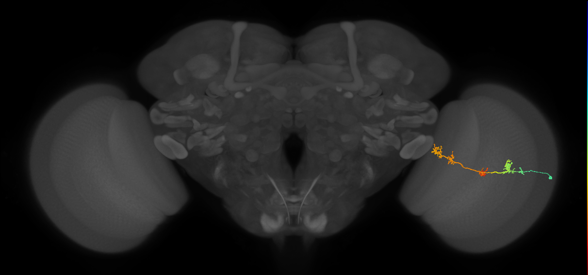 TmY17_R (MaleCNS:44829)