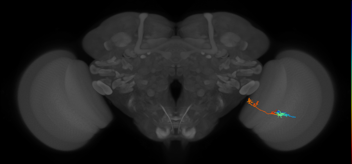 TmY17_R (MaleCNS:44717)