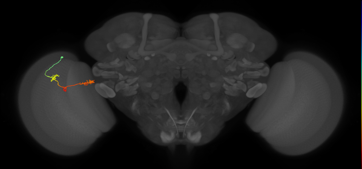 TmY17_L (MaleCNS:523412)